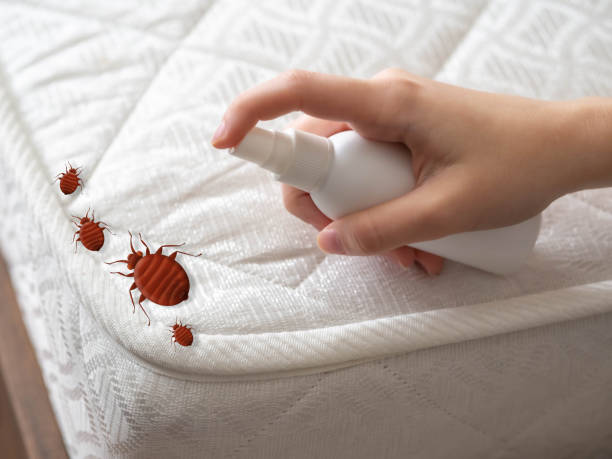 Best Insect Control  in Biola, CA