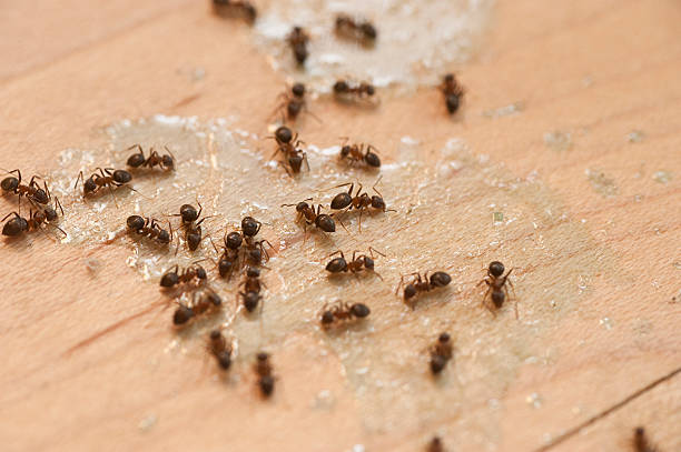 Best Best Pest Control Companies  in Biola, CA