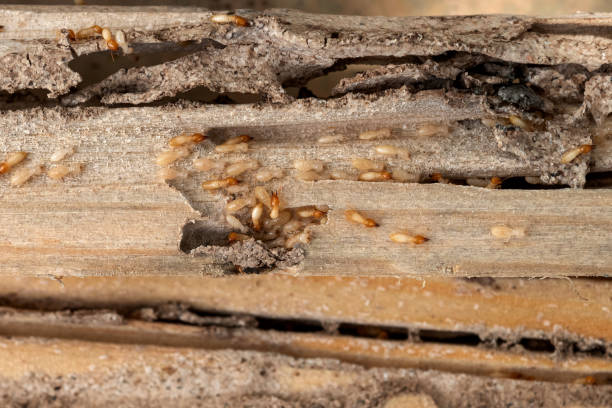 Spider Control Near Me in Biola, CA